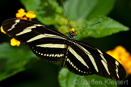 028 Zebra-Falter - Heliconius charitonius